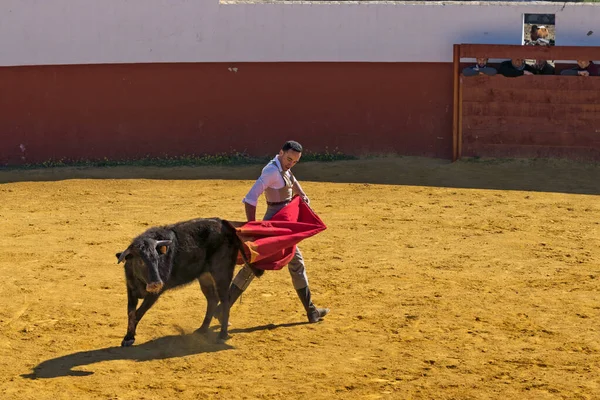 Sevilla España Febrero 2018 Pequeña Corrida Toros Realizada Como Exposición — Foto de Stock
