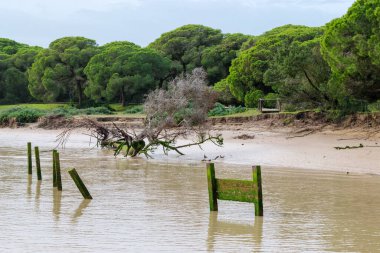 Sanlucar de Barrameda, İspanya. 15 Mart 2018. Guadalquivir Nehri ağzında Doana Ulusal Parkı 'ndaki doğal cennet..