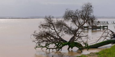 Sanlucar de Barrameda, İspanya. 15 Mart 2018. Guadalquivir Nehri ağzında Doana Ulusal Parkı 'ndaki doğal cennet..