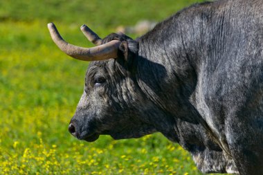 Coria del Rio Sevilla 'da boğa güreşi. Boğa güreşi gösterisinde yarı özgür üreme.