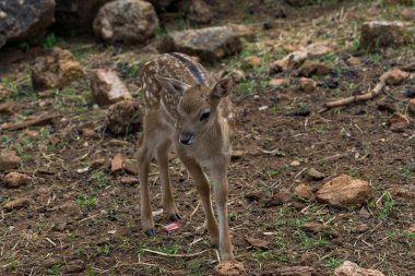 Cazorla, İspanya. 6 Haziran 2018. Sierra de Cazorla 'da Cervatillos. Sierra de Cazorla 'da özgürce koşan geyikler.