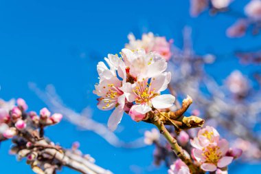 Badem en iyi şekilde çiçek açar. Gor köyünde badem çiçekleri.