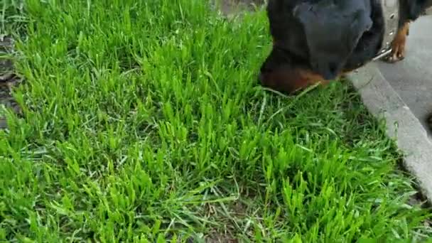 Rottweiler Cão Comendo Grama Close — Vídeo de Stock