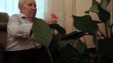 Ev bitkilerinin yapraklarını serpiştiren yaşlı bir adamın yakın çekimi..