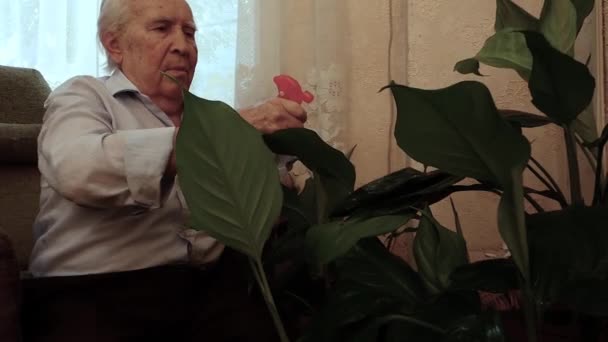 Close Homem Velho Que Asperge Folhas Plantas Sala — Vídeo de Stock