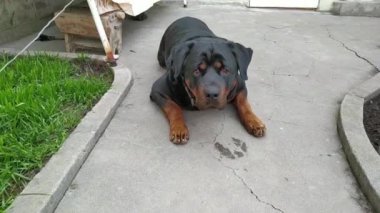 Bahçedeki yetişkin köpek / Rottweiler bölgesini koruyor