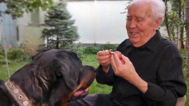 Gri saçlı, yaşlı bir adam bir köpeğe meyve parçaları verir. Rottweiler seve seve ziyafeti yer. Yakın plan..