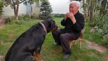 Bahçesinde köpeği olan yaşlı bir adam. Bir adam bir köpeğe bir parça meyve vererek onu incirle tedavi eder. Rottweiler sahibinin hareketlerini dikkatle izliyor, lezzetli bir meyveyi bekliyor..