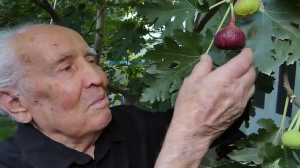 彼の庭の白髪の男は木から果物を取り除きます 非常に年老いた男が枝から熟したイチジクを選ぶ — ストック動画