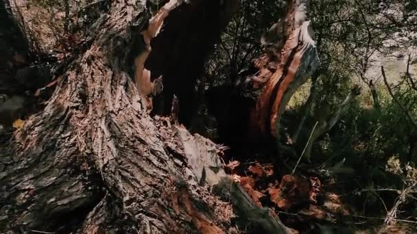 一棵巨大的空心树 一种生长在山坡上的树 中空到树干的全部高度 — 图库视频影像