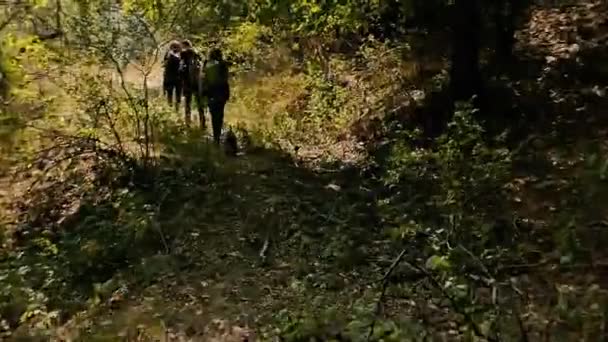 Dia Verão Brilhante Grupo Turistas Está Caminhando Longo Caminho Florestal — Vídeo de Stock
