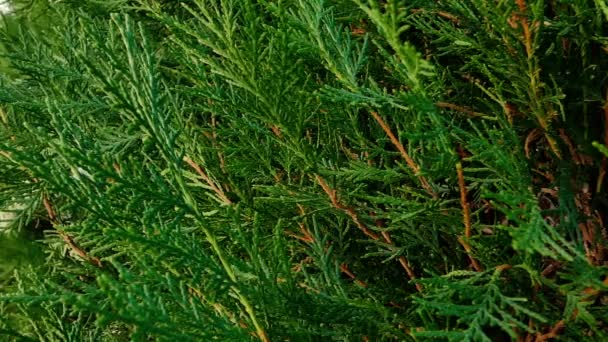 Nieuwe Groene Thuja Takken Thuja Bush Close — Stockvideo