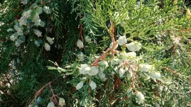 Yeşil kozalaklı Thuja dalları. Yakın plan.