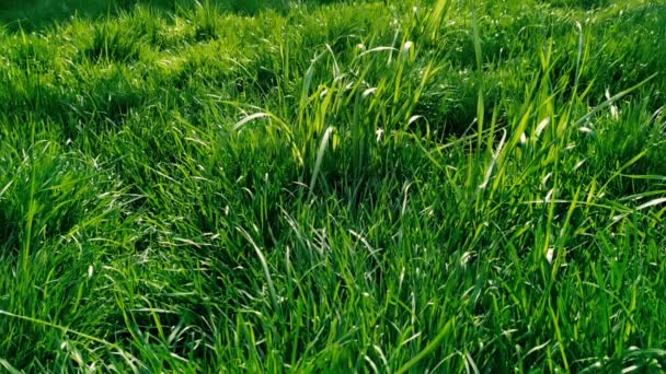 Stukje Gazon Met Groen Gras Weelderig Zomergras Zon — Stockvideo