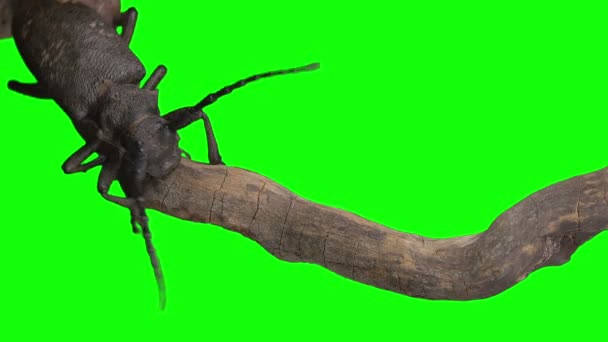 Chroma Key Effect Animal Footage. Bugs on green screen. Keying click — Stock Footage Chroma Key Effect Animal Footage Bugs Green Screen Keying Click Stock Footage