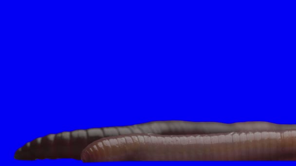 Chroma key effect footage animal stock. The worm is crawling on a blue screen. — Stock Footage Chroma Key Effect Footage Animal Stock Worm Crawling Blue Screen Royalty Free Stock Footage