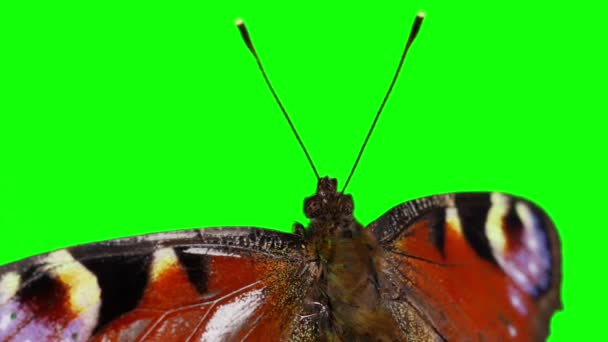 Chroma Schlüsseleffekt Tier Filmmaterial Schmetterling grüne Bildschirmtastatur klicken