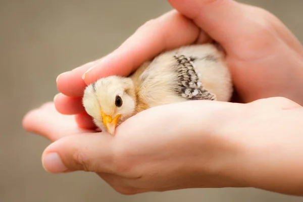 Female Hands Caring Little Newborn Chick Bird New Life Animal — Stock Photo, Image