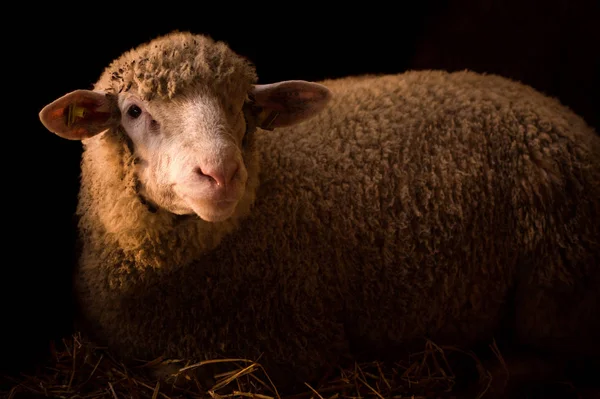 Owce Siano Chlew Ciemnym Tle Zwierząt Gospodarskich Zwierząt Domowych Zwierząt — Zdjęcie stockowe