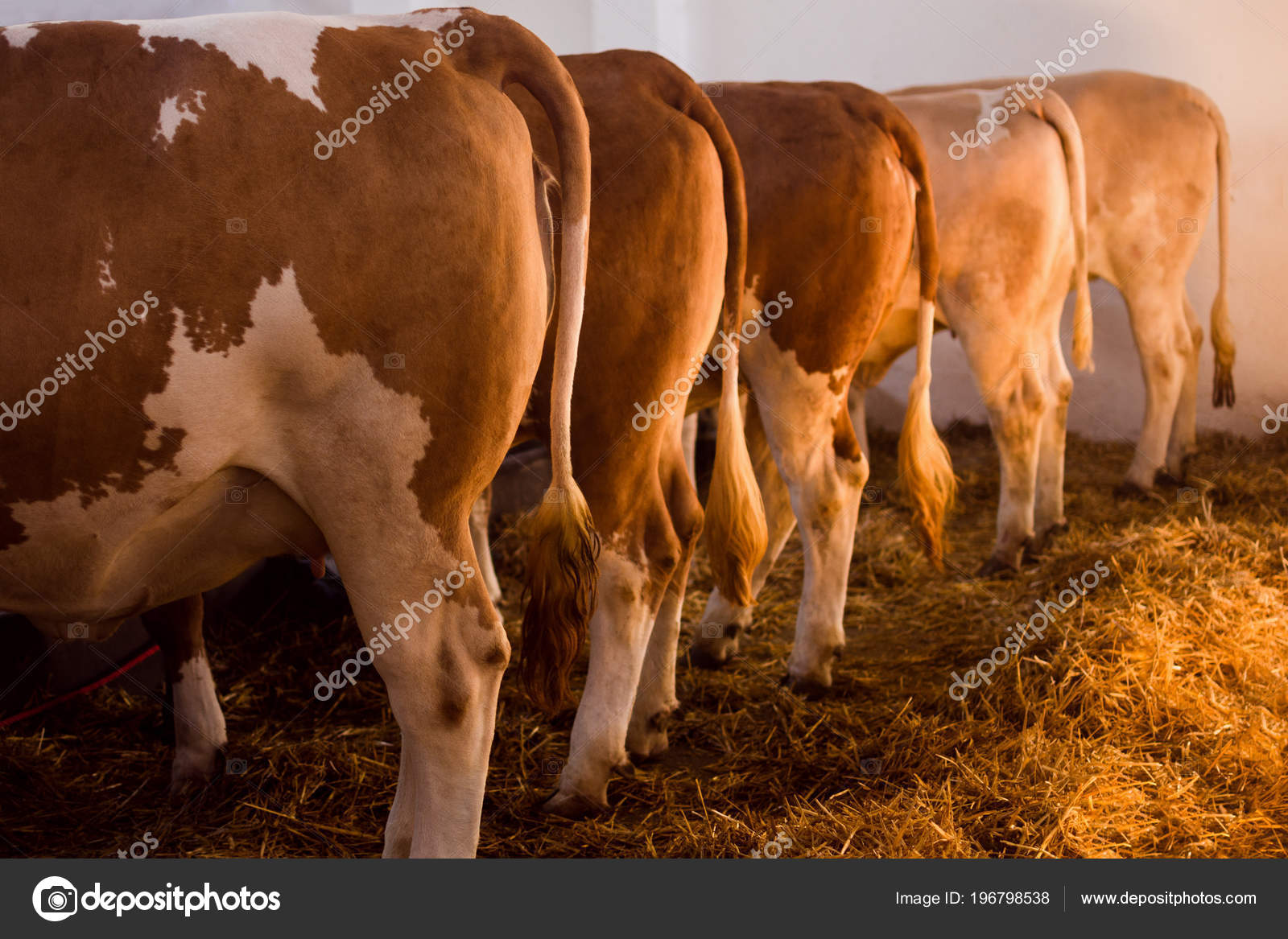 Cows Row Sty Indoors Cattle Breeding Concept Livestock Farm - 