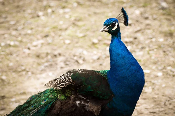 Ritratto Animale Uccello Pavone Con Collo Lungo Blu — Foto Stock