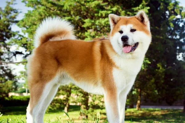 Mooie Hond Van Akita Permanent Natuur Het Park Buiten — Stockfoto