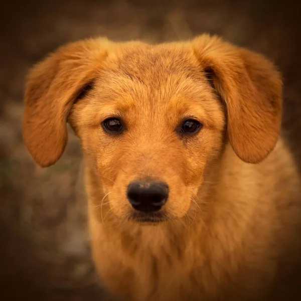 Animal Portrait Dog Portrait Very Cute Little Puppy Brown Background — Stock Photo, Image