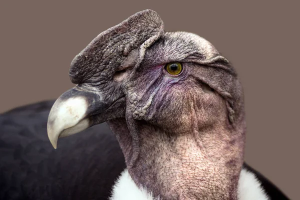 Zvířecí Portrét Condor Dravce Šedém Pozadí — Stock fotografie