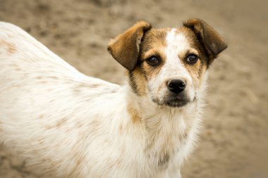 Bej renkli arka plan üzerinde beyaz sevimli köpek hayvan portresi.