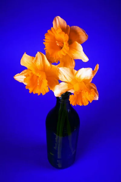 Оранжевые Нарциссы Бутылке Темно Синем Фоне — стоковое фото