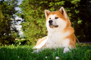 Akita köpek çim doğada parkta yatıyor.