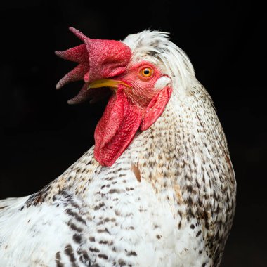 Siyah arka plan, kümes hayvanları yetiştiriciliği kavramı üzerine beyaz horoz hayvan portresi.