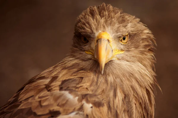 棕色老鹰或老鹰或猎鹰的动物画像在褐色背景下 — 图库照片