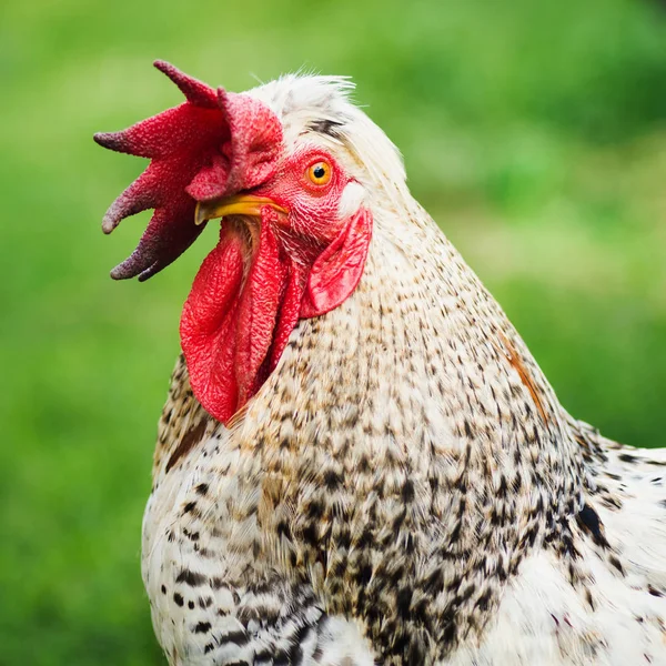 Ritratto Animale Gallo Bianco Maculato Sfondo Verde Concetto Allevamento Del — Foto Stock