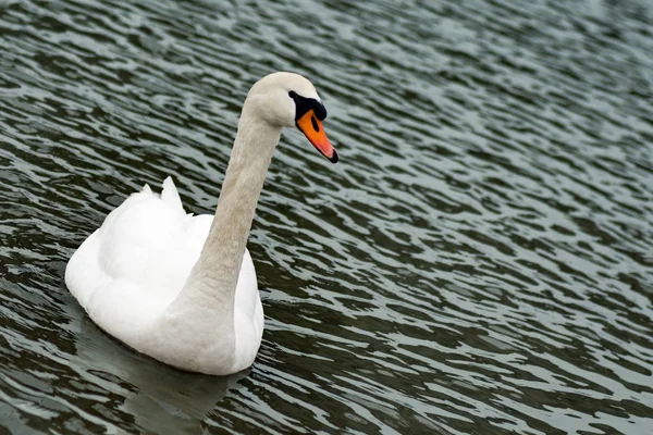 Ptak Biały Łabędź Jest Pływanie Jeziorze — Zdjęcie stockowe