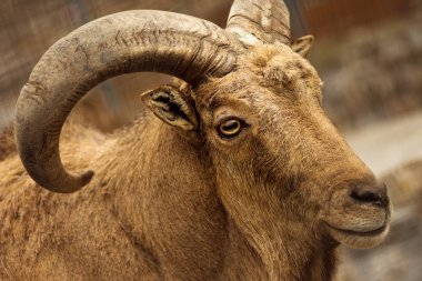 Kahverengi kunduzdan oluşur büyük curvy boynuzlu hayvan portresi.