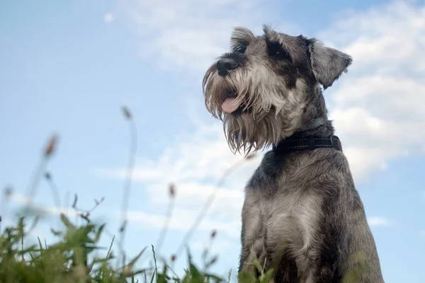 Schattige Grijze Schnauzer Hond Zit Het Park Bewolkte Blauwe Hemelachtergrond — Stockfoto