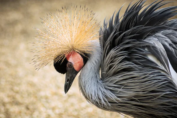 Ritratto Animale Uccello Gru Con Piuma Decorata Sulla Testa Sfondo — Foto Stock