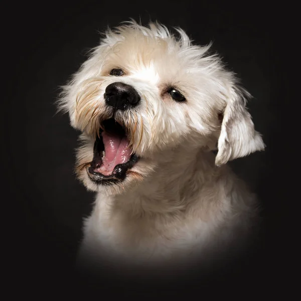 Тваринний Портрет Гавкаючої Собаки Білого Шнауцера Темному Тлі — стокове фото