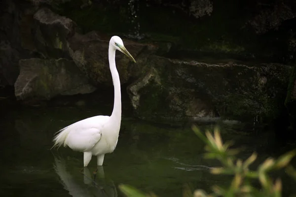 Pássaro Garça Branca Está Água Natureza — Fotografia de Stock