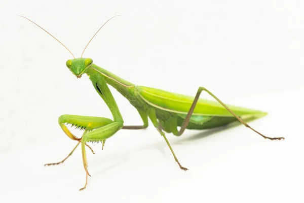 Gran Insecto Mantis Verde Está Sobre Fondo Blanco Plano Estudio — Foto de Stock