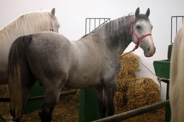 国内の馬に干し草を種牡馬に立っています ロイヤリティフリーのストック写真