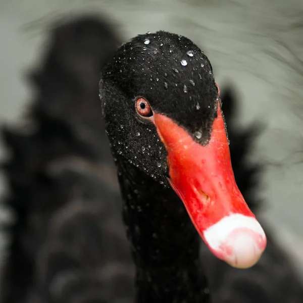 Close-up animal portrait of black swan bird with water drops on head.