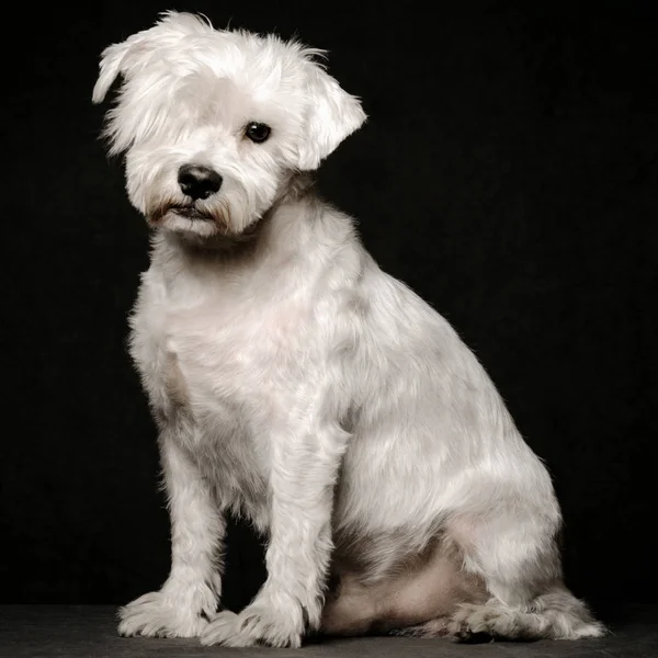 Симпатична Біла Собака Шнауцера Позує Темному Тлі Студійний Знімок — стокове фото