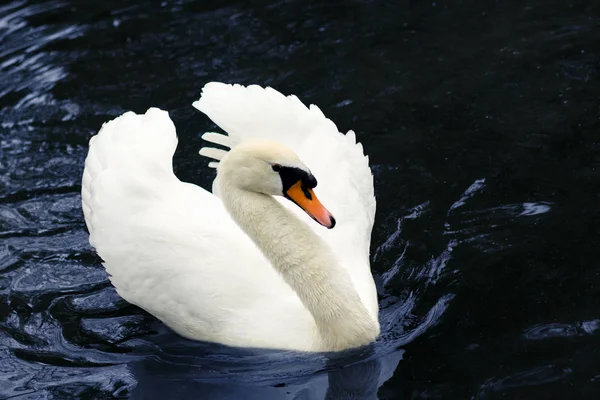 Belo Cisne Branco Está Nadando Lago Natureza — Fotografia de Stock