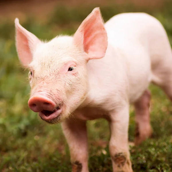 Schattige Jonge Varkentje Staat Buiten Gras — Stockfoto