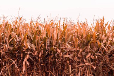 Kuru mısır tarlasında hasat zamanı, tarım kavramı.