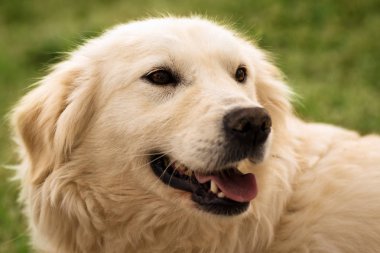 Hayvan dostu golden retriever köpek yeşil zemin üzerine portresi.