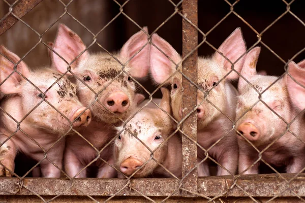Маленькие свиньи в свинарнике — стоковое фото