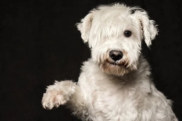 フレンドリーなかわいい白いシュナウザー犬は前足に暗い背景にフロント ビュー スタジオ撮影でポーズします ストック画像
